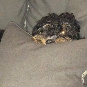 Meet your Posher, Ben